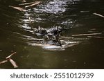 Saltwater crocodile, Indo-Australian crocodile, and Man-eater crocodile. Scientific name Crocodylus porosus. The head appears to be submerged in water.