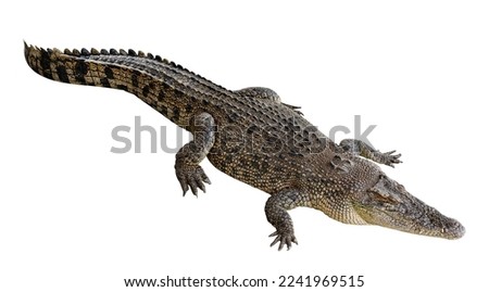 Saltwater crocodile isolated on white background with clipping path