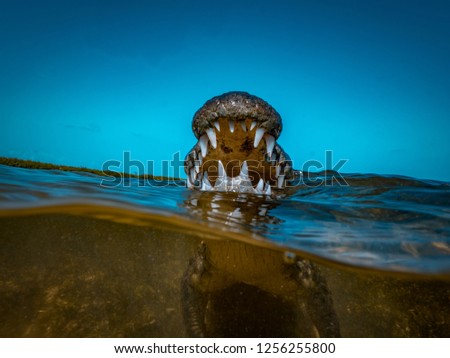 Saltwater crocodile Jaws and Teeth closeup half water underwater shot