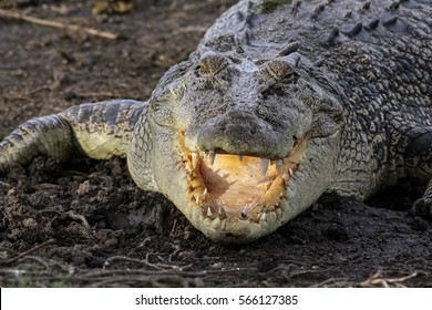 Saltwater crocodile lying on the riverbank with open mouth, Yellow Water, Kakadu National Park, Australia 