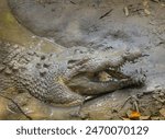 Saltwater crocodile in the mud, mouth open.  close up photo