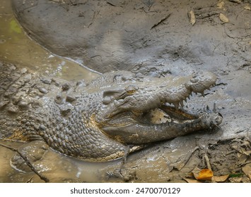 Saltwater crocodile in the mud, mouth open.  close up photo - Powered by Shutterstock