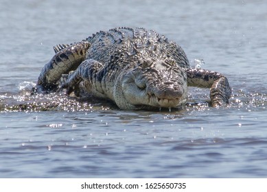 Saltwater crocodile on the barrage at Shady Camp, Darwin, Northern Territory, Australia. - Shutterstock ID 1625650735