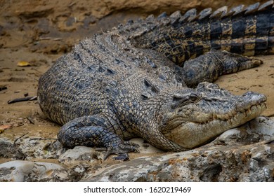 Saltwater Crocodile On The Daintree River