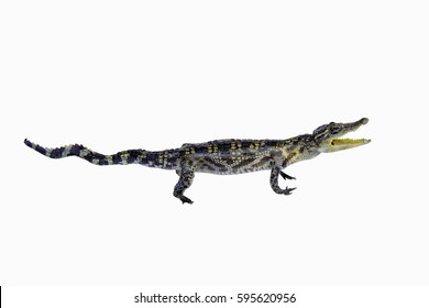 Saltwater Crocodile On White Background