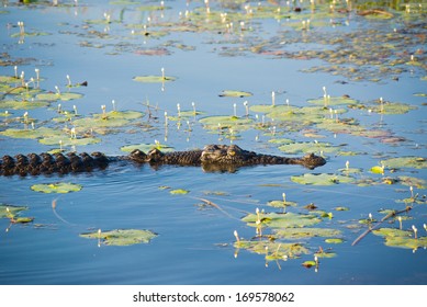 Saltwater Crocodile On Yellow Water Billabong In Kakadu, Australia