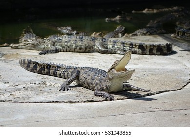 Saltwater Crocodile In Pond.