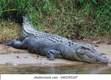 Saltwater Crocodile, In Queensland, Australia