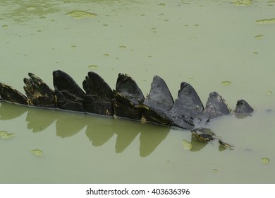 Saltwater Crocodile Tail
