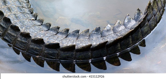 Saltwater Crocodile Tail Appear Above River Water In The Tropical Far North Of Queensland Australia. No People. Copy Space. 