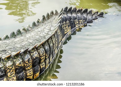 Saltwater Crocodile Tail In A River At Public Zoo