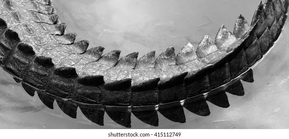 Saltwater Crocodile Tail In A River In Queensland Australia (BW)