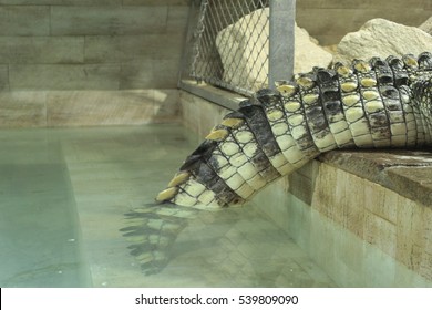 Saltwater Crocodile Tail/Saltwater Crocodiles Relax In Terrarium By Pool.