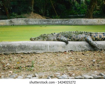 A Saltwater Crocodile Taking Rest After Eating