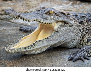 Saltwater Crocodile Thailand Zoo Stock Photo 1182928420 | Shutterstock