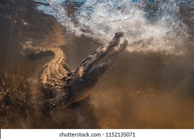 El cocodrilo de agua salada bajo el agua abre boca y dientes en Chinchorro Banco México, agua salada amarilla.