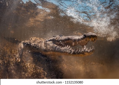 Saltwater crocodile underwater opens mouth and teeth in Chinchorro Banco Mexico, yellow salt water.
