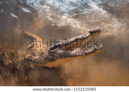 Saltwater crocodile underwater opens mouth and teeth in Chinchorro Banco Mexico, yellow salt water.