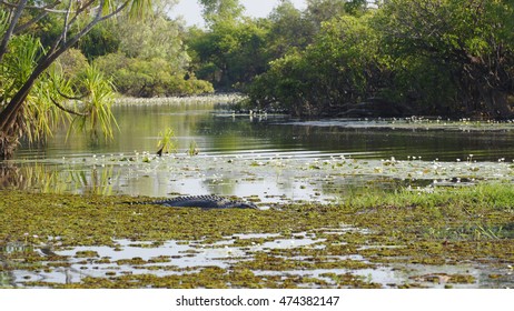 Saltwater Crocodile in the Yellow River, Kakadu National Park, Northern Territories, Australia
