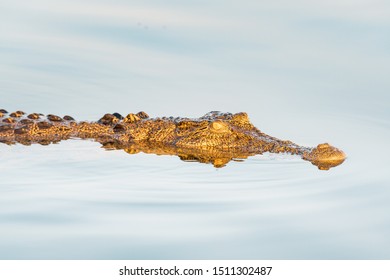 Saltwater crocodile in Yellow Water swimming in a Billabong on a morning mist cruise between trees and smooth water with mirror effect, Kakadu National Park, Northern Territory, Australia