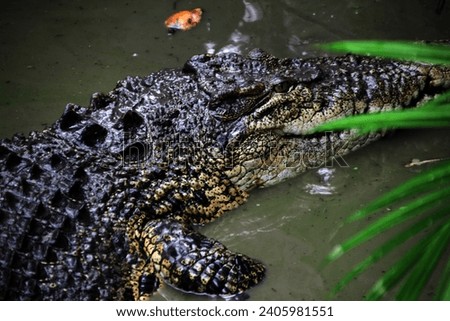 Saltwater crocodiles or Crocodylus porosus are top predators and opportunistic feeders. It has excellent eyesight and can see both in and out of water.