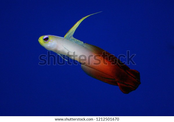 Saltwater Firefish - Nemateleotris magnifica -\
Saltwater Fish