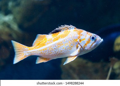 Saltwater Fish Canary Rockfish - Sebastes Pinniger