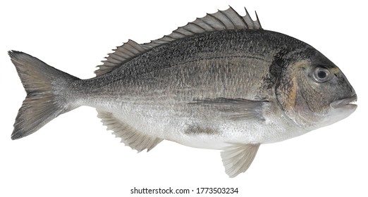 Saltwater fish isolated on white background closeup. The  gilt-head  bream, also known as seabream, Orata, Dorada  is a  fish in the family 	Sparidae, type species Sparus aurata