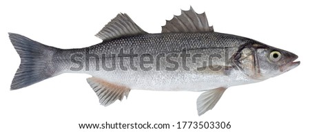 Saltwater fish isolated on white background closeup. The  European bass, also known as sea bass, branzino  is a  fish in the family Moronidae type species Dicentrarchus labrax
