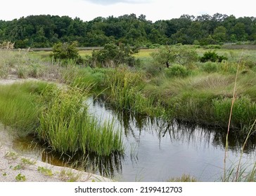                           Saltwater marshes at Fish Haul Beach. Stream running through tall marsh grasses.      - Shutterstock ID 2199412703