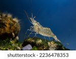 saltwater rockpool shrimp inspect with pereiopods, antennas littoral zone bottom of Black Sea marine biotope aquarium, live rock aquadesign, blue LED light, invasive species for beginner aquarist