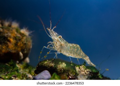 saltwater rockpool shrimp inspect with pereiopods, antennas littoral zone bottom of Black Sea marine biotope aquarium, live rock aquadesign, blue LED light, invasive species for beginner aquarist - Shutterstock ID 2236478353
