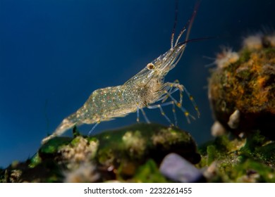 saltwater rockpool shrimp search for food, inspect with pereiopods, antennas littoral zone bottom of Black Sea marine biotope aquarium design, blue LED light, invasive species for beginner aquarist - Shutterstock ID 2232261455