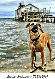 Salty Dog Fetch #3