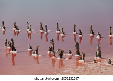 Salty Pink Lake. Wooden Poles Stick Out Above Surface Of Water. Unique Color Of The Lake Is Given By Halophile Microalgae Dunaliella Salina.