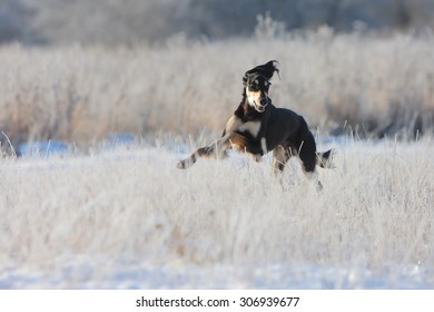 1,087 Persian greyhounds Images, Stock Photos & Vectors | Shutterstock