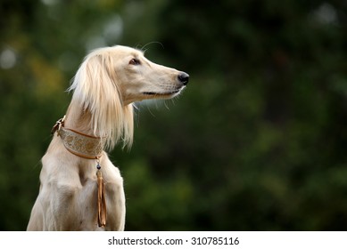 Saluki