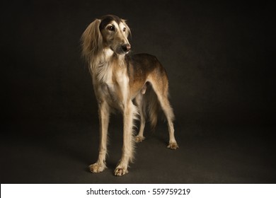 Saluki