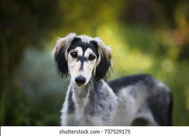 Saluki