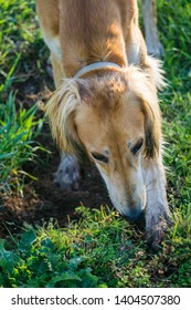 Saluki Dog Digging A Hole On The Yard