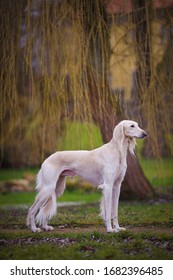 Saluki Dog Show Champion Portrait 