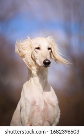 Saluki Dog Show Champion Portrait 