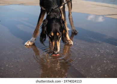 Saluki Dog Stand Drink Water From A Puddle. Persian Greyhound Close Up Portrait. Thirst. High Quality Photo