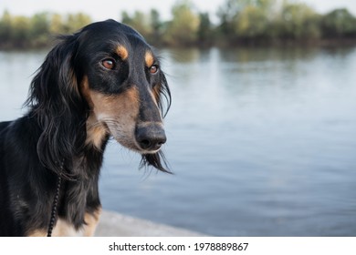 Saluki dogs head. Brown and beige. close up portrait.  - Powered by Shutterstock