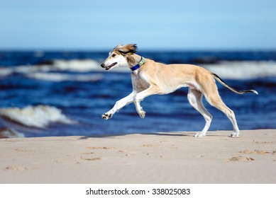 Saluki Puppy Running On A Beach