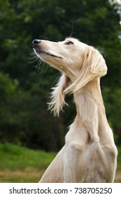 Saluki Sighthound Purebred Dog 