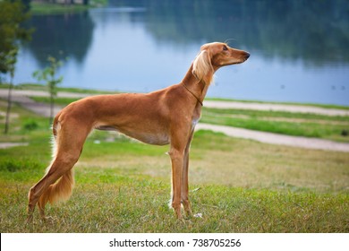 Saluki Sighthound Purebred Dog 