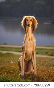 Saluki Sighthound Purebred Dog 