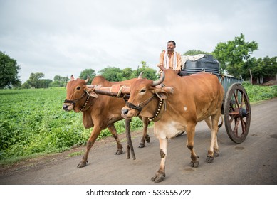 SALUNKWADI, INDIA - August 12, 2016: Rural people daily lifestyle, Indian farmer riding bullock cart, rural village, Salunkwadi, Ambajogai, Beed, Maharashtra, India.