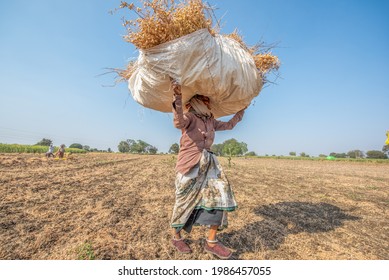 SALUNKWADI, INDIA – February 28, 2020: Chickpea Crop Harvesting Process In Rural Countryside Village Salunkwadi, Ambajogai, Beed, Maharashtra, India, Southeast Asia